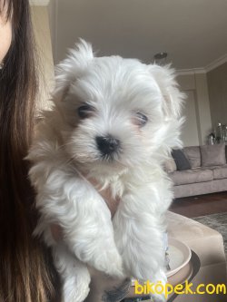 Tea Cup Maltese Terrier Bebeğimiz 2