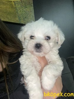 Tea Cup Maltese Terrier Bebekler Anne Baba Secereli 1