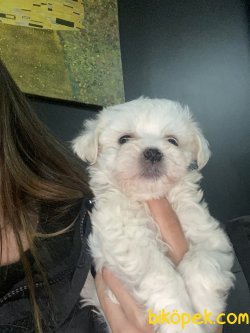 Tea Cup Maltese Terrier Bebekler Anne Baba Secereli 3