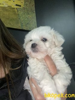 Tea Cup Maltese Terrier Bebekler Anne Baba Secereli 2