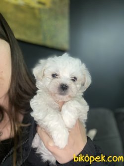 Tea Cup Maltese Terrier Bebekler Anne Baba Secereli 4