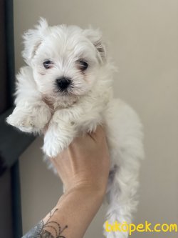 Tea Cup Maltese Terrier Özel Üretim Kore Kan Yavrular 3