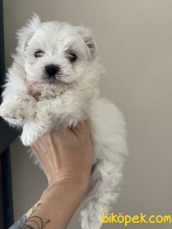 Tea Cup Maltese Terrier Özel Üretim Kore Kan Yavrular 2