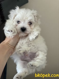 Tea Cup Maltese Terrier Özel Üretim Kore Kan Yavrular 1