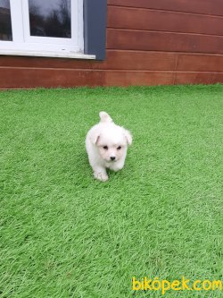 Satilik Tea Cup Maltese Terrier Yavrulari 4