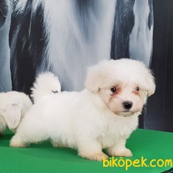 Tea Cup Maltese Terrier Yavrulari 2