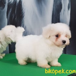 Tea Cup Maltese Terrier Yavrulari 3