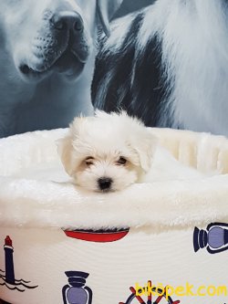 Tea Cup Maltese Terrier Yavrulari 1