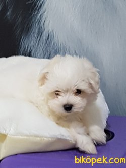 Tea Cup Maltese Terrier Yavrulari 2