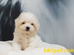 Tea Cup Maltese Terrier Yavrulari 5