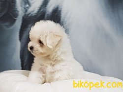 Tea Cup Maltese Terrier Yavrulari 3