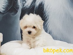 Tea Cup Maltese Terrier Yavrulari 4