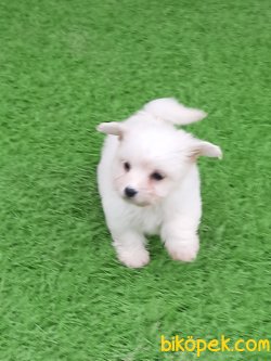 Tea Cup Maltese Terrier Yavrulari 1