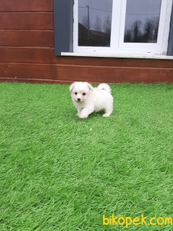 Tea Cup Maltese Terrier Yavrulari 2