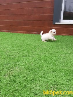 Tea Cup Maltese Terrier Yavrulari 5