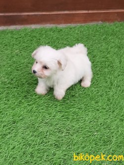 Tea Cup Maltese Terrier Yavrulari 4