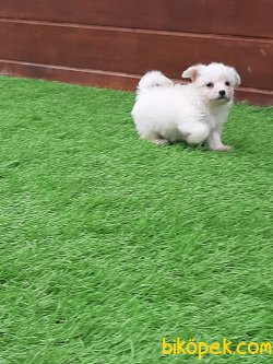 Tea Cup Maltese Terrier Yavrulari 3