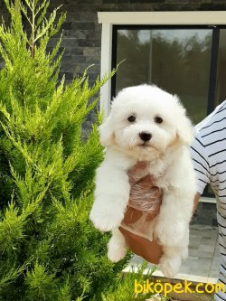 Tea Cup Maltese Terrier Yavrulari 5