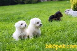 TEA CUP MALTESE TERRIER YAVRULARI 2
