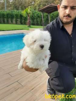 Tea Cup Maltese Terrier Yavrulari 3