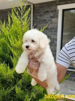 Tea Cup Maltese Terrier Yavruları Kar Beyazı 4