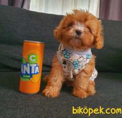 TEA CUP  MALTİPO 3