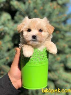 TEA CUP MALTİPO KIZIMIZ 1