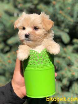 TEA CUP MALTİPO KIZIMIZ 3