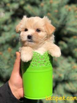 TEA CUP MALTİPO KIZIMIZ 2