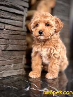 Tea Cup Maltipoo Yavruları 3