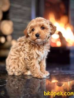 Tea Cup Maltipoo Yavruları 2