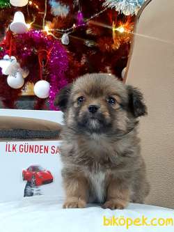 Tea Cup Morkie Yavruları Istanbul 4