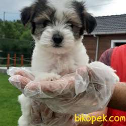 Tea Cup Morkie Yavruları Istanbul 5