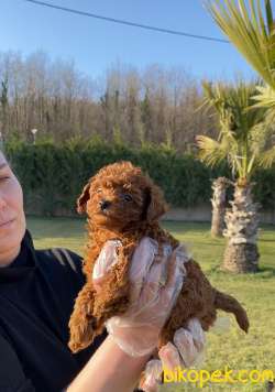 Tea Cup %% ORJİNAL Toy Poodle Yavrulari 3