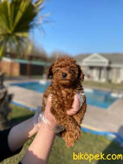 Tea Cup %% ORJİNAL Toy Poodle Yavrulari