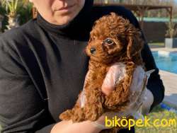 Tea Cup %% ORJİNAL Toy Poodle Yavrulari 2