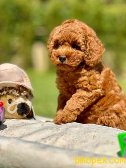 Tea Cup %% ORJİNAL Toy Poodle Yavrulari 3