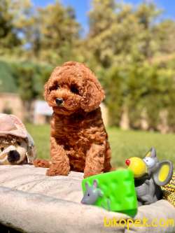 Tea Cup %% ORJİNAL Toy Poodle Yavrulari