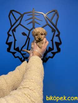 TEA CUP ORJİNAL TOY POODLE YAVRULARIMIZ 4