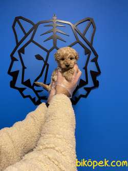 TEA CUP ORJİNAL TOY POODLE YAVRULARIMIZ 3