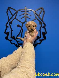 TEA CUP ORJİNAL TOY POODLE YAVRULARIMIZ 2