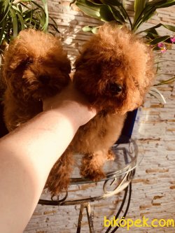 Tea Cup Özel Red Poodle Yavrularımız Secereli 2