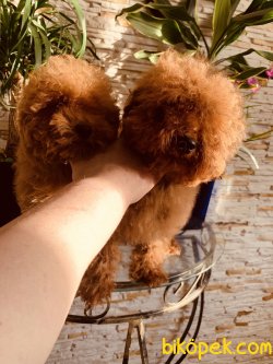 Tea Cup Özel Red Poodle Yavrularımız Secereli 1