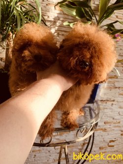 Tea Cup Özel Red Poodle Yavrularımız Secereli 5