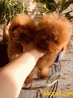 Tea Cup Özel Red Poodle Yavrularımız Secereli 3