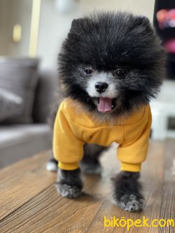 Tea Cup Pomeranian Boo 1,5 Kg Nadir Renk 3