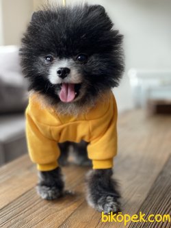 Tea Cup Pomeranian Boo 1,5 Kg Nadir Renk 2