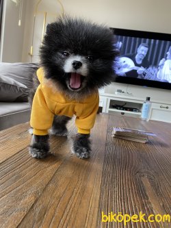Tea Cup Pomeranian Boo 1,5 Kg Nadir Renk 1