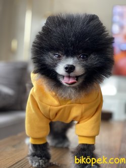 Tea Cup Pomeranian Boo Özel Renk Köpeğimiz 5