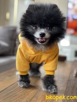 Tea Cup Pomeranian Boo Özel Renk Köpeğimiz 4